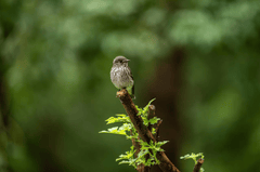 Chim, chim sẻ, động vật, tự nhiên, ngoài trời, cành cây, lông vũ, bird, weaver bird, animal, nature, outdoor, branch, feather - Q L 3