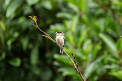 Chim, chim sẻ, động vật, tự nhiên, ngoài trời, cành cây, lông vũ, bird, weaver bird, animal, nature, outdoor, branch, feather - Q L 2