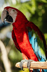Vẹt scarlet, vẹt, chim, động vật, tự nhiên, ngoài trời, cành cây, parrot, scarlet macaw, bird, animal, nature, outdoor, branch - ROMAN ODINTSOV