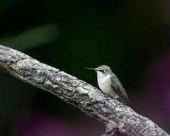 Chim, chim ruồi, chim nhỏ, động vật, tự nhiên, ngoài trời, cành cây, lá, hummingbird, bird, small bird, animal, nature, outdoor, branch, leaf - Skyler Ewing