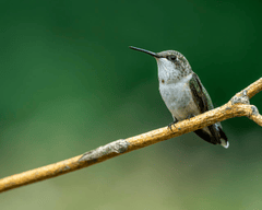 Chim, chim ruồi, chim nhỏ, động vật, tự nhiên, ngoài trời, cành cây, lá, hummingbird, bird, small bird, animal, nature, outdoor, branch, leaf - Skyler Ewing 1