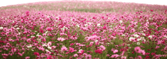 Vườn hoa, bãi cỏ