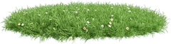 Nền cỏ, bãi cỏ 4