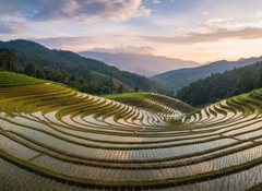 một cánh đồng lúa nước không có người . Với đặc điểm phong...