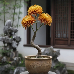 hình ảnh chậu cúc cổ trung quốc một thân với ba bông nghệ...
