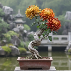 hình ảnh chậu cúc cổ trung quốc bonsai một thân với ba bông nghệ...