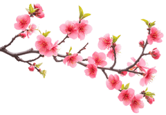 Hoa đào, cherry blossom, flower, tết, xuân, spring, truyền thống, Việt Nam, hình nền, background 12