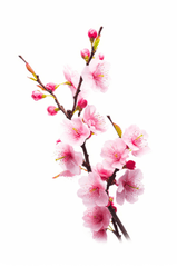 Hoa đào, cherry blossom, flower, tết, xuân, spring, truyền thống, Việt Nam, hình nền, background 11