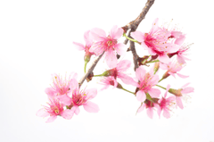 Hoa đào, cherry blossom, flower, tết, xuân, spring, truyền thống, Việt Nam, hình nền, background 18
