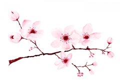 Hoa đào, cherry blossom, flower, tết, xuân, spring, truyền thống, Việt Nam, hình nền, background 10