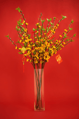 Hoa mai, flower, tết, xuân, spring, truyền thống, Việt Nam, hình nền, background 1