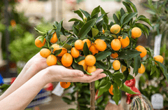 Cây quất, cây tắc, ngày tết, không khí tết, Kumquat tree, calamansi tree, Tet holiday, Tet atmosphere  - pakorn1981