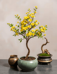 Hoa mai, chậu hoa, chậu hoa cảnh, cây cảnh, bonsai, flower, tết, xuân, spring, truyền thống, Việt Nam, hình nền, background - Ngân Dương 2