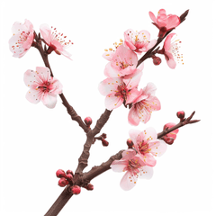 Hoa đào, cherry blossom, flower, tết, xuân, spring, truyền thống, Việt Nam, hình nền, background 16