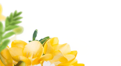 Hoa hồng vàng, cánh hoa