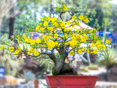 Hoa mai, chậu hoa, chậu hoa cảnh, cây cảnh, bonsai, flower, tết, xuân, spring, truyền thống, Việt Nam, hình nền, background - Ngân Dương