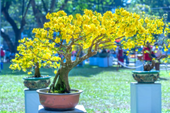 Hoa mai, chậu hoa, chậu hoa cảnh, cây cảnh, bonsai, flower, tết, xuân, spring, truyền thống, Việt Nam, hình nền, background - Ngân Dương 1