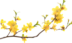 Hoa mai, hoa, hoa mai vàng, flower, mùa xuân, tết, xuân, spring
