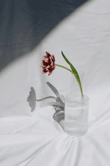 Hoa tulip, cánh hoa- alleksana 1