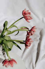 Hoa tulip, cánh hoa- alleksana 12