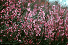 Hoa đào, cherry blossom, flower, tết, xuân, spring, truyền thống, Việt Nam, hình nền, background - Ngân Dương 7