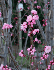 Hoa đào, cherry blossom, flower, tết, xuân, spring, truyền thống, Việt Nam, hình nền, background - Ngân Dương 6