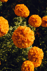 Hoa vạn thọ, vạn thọ cam, flower, tết, xuân, spring, truyền thống, Việt Nam, hình nền, background - Ngân Dương 14
