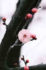 Hoa đào, cherry blossom, flower, tết, xuân, spring, truyền thống, Việt Nam, hình nền, background - Ngân Dương 10