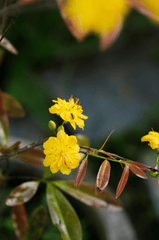 Hoa mai, hoa mai vàng, flower, tết, xuân, spring, truyền thống, Việt Nam, hình nền, background - Pew Nguyen 5