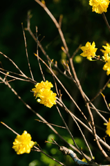 Hoa mai, hoa mai vàng, flower, tết, xuân, spring, truyền thống, Việt Nam, hình nền, background - Pew Nguyen 3