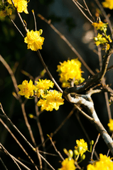 Hoa mai, hoa mai vàng, flower, tết, xuân, spring, truyền thống, Việt Nam, hình nền, background - Pew Nguyen 2