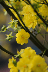 Hoa mai, hoa mai vàng, flower, tết, xuân, spring, truyền thống, Việt Nam, hình nền, background - Pew Nguyen