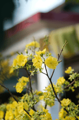 Hoa mai, hoa mai vàng, flower, tết, xuân, spring, truyền thống, Việt Nam, hình nền, background - Pew Nguyen 6