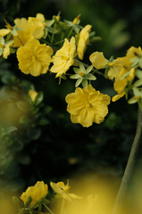 Hoa mai, hoa mai vàng, flower, tết, xuân, spring, truyền thống, Việt Nam, hình nền, background - Pew Nguyen 1