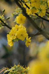 Hoa mai, hoa mai vàng, flower, tết, xuân, spring, truyền thống, Việt Nam, hình nền, background - Pew Nguyen 4