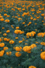 Hoa vạn thọ, vạn thọ cam, flower, tết, xuân, spring, truyền thống, Việt Nam, hình nền, background - Ngân Dương 3
