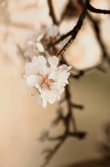 Hoa đào, cherry blossom, flower, tết, xuân, spring, truyền thống, Việt Nam, hình nền, background - Ngân Dương 12