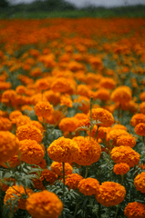 Hoa vạn thọ, vạn thọ cam, flower, tết, xuân, spring, truyền thống, Việt Nam, hình nền, background - Ngân Dương 4