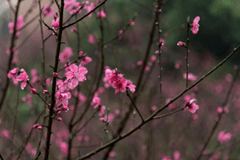 Hoa đào, cherry blossom, flower, tết, xuân, spring, truyền thống, Việt Nam, hình nền, background - Ngân Dương 5