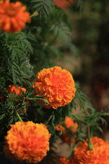 Hoa vạn thọ, vạn thọ cam, flower, tết, xuân, spring, truyền thống, Việt Nam, hình nền, background - Ngân Dương