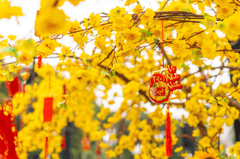 Hoa mai, tag treo tết, trang trí tết, không khí tết, tết nguyên đán, Apricot blossoms, New Year's hanging tags, New Year's decorations, New Year's atmosphere, Lunar New Year - fedesign92 2
