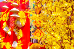Hoa mai, tag treo tết, trang trí tết, không khí tết, tết nguyên đán, Apricot blossoms, New Year's hanging tags, New Year's decorations, New Year's atmosphere, Lunar New Year - fedesign92