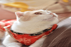 Con mèo, động vật, mèo đón tết, dễ thương, cat, animal, cat celebrating Tet, cute -  domepitipat 1