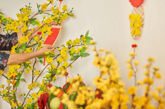Trái cây, mâm ngủ quả, hoa mai, đón tết, chưng quả, fruits, fruit platter, celebrating Tet ), displaying fruit - dragonimages