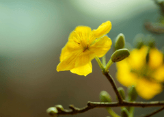 Hoa mai, cây cảnh, bonsai, flower, tết, xuân, spring, truyền thống, Việt Nam- nguyendinhson067 4