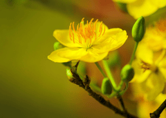 Hoa mai, cây cảnh, bonsai, flower, tết, xuân, spring, truyền thống, Việt Nam- nguyendinhson067 3