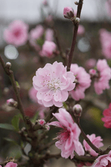 Hoa đào, cây cảnh, bonsai,  peach blossom, flower, tết, xuân, spring, truyền thống, Việt Nam- thuycongofficial 9