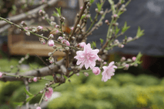 Hoa đào, cây cảnh, bonsai,  peach blossom, flower, tết, xuân, spring, truyền thống, Việt Nam- thuycongofficial 10