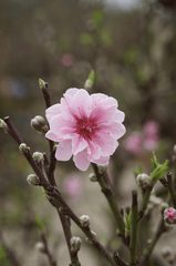 Hoa đào, cây cảnh, bonsai,  peach blossom, flower, tết, xuân, spring, truyền thống, Việt Nam- thuycongofficial 14