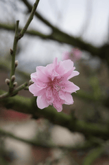 Hoa đào, cây cảnh, bonsai,  peach blossom, flower, tết, xuân, spring, truyền thống, Việt Nam- thuycongofficial 5